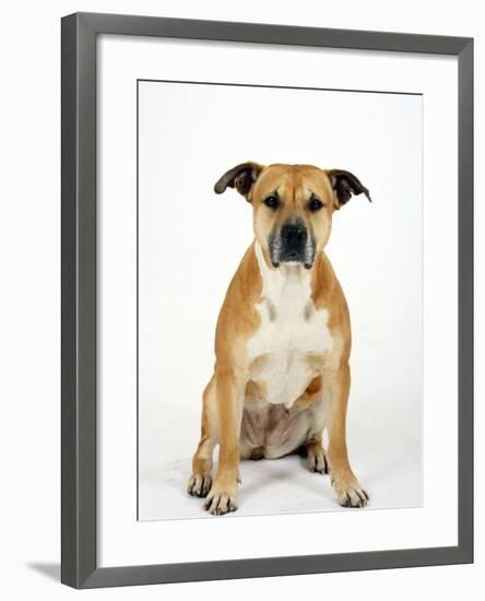 American Staffordshire Terrier Staffy Sitting Portrait-Petra Wegner-Framed Photographic Print