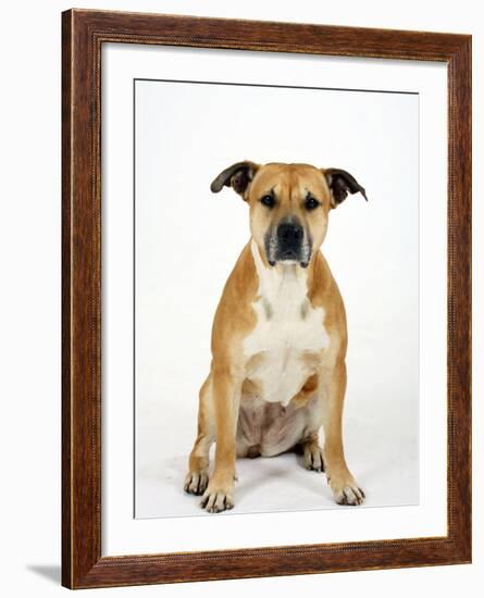 American Staffordshire Terrier Staffy Sitting Portrait-Petra Wegner-Framed Photographic Print