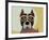 American Staffordshire Terrier-Adefioye Lanre-Framed Giclee Print
