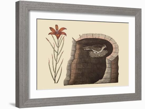 American Swallow-Mark Catesby-Framed Art Print