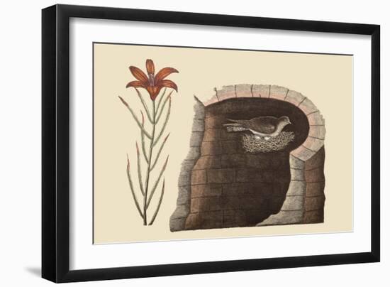 American Swallow-Mark Catesby-Framed Art Print