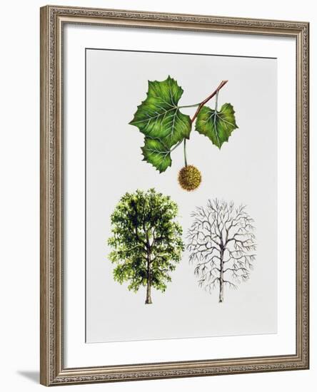 American Sycamore-null-Framed Giclee Print