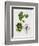 American Sycamore-null-Framed Giclee Print