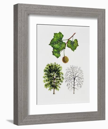 American Sycamore-null-Framed Giclee Print