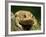 American Toad on Log, Eastern USA-Maresa Pryor-Framed Photographic Print