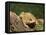 American Toad on Log, Eastern USA-Maresa Pryor-Framed Premier Image Canvas