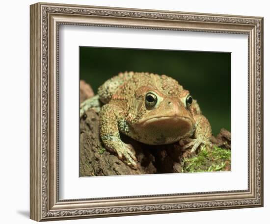 American Toad on Log, Eastern USA-Maresa Pryor-Framed Photographic Print