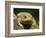 American Toad on Log, Eastern USA-Maresa Pryor-Framed Photographic Print