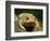 American Toad on Log, Eastern USA-Maresa Pryor-Framed Photographic Print