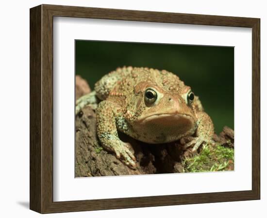 American Toad on Log, Eastern USA-Maresa Pryor-Framed Photographic Print