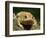 American Toad on Log, Eastern USA-Maresa Pryor-Framed Photographic Print