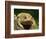 American Toad on Log, Eastern USA-Maresa Pryor-Framed Photographic Print