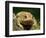 American Toad on Log, Eastern USA-Maresa Pryor-Framed Photographic Print