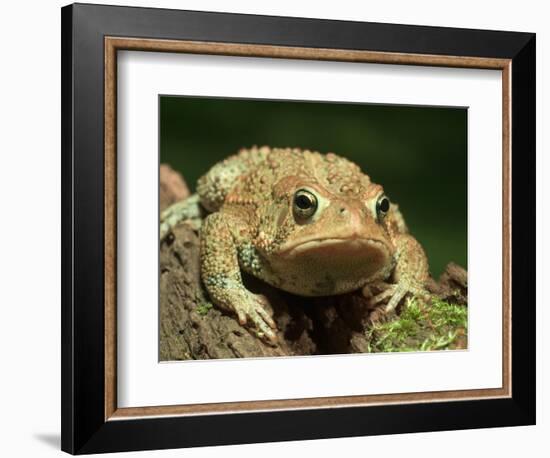 American Toad on Log, Eastern USA-Maresa Pryor-Framed Photographic Print