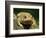 American Toad on Log, Eastern USA-Maresa Pryor-Framed Photographic Print