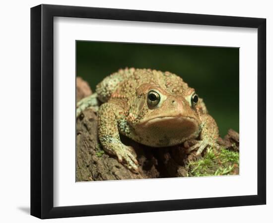 American Toad on Log, Eastern USA-Maresa Pryor-Framed Photographic Print