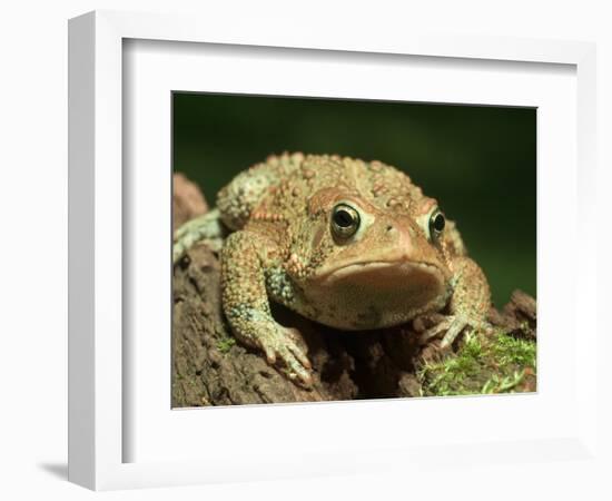 American Toad on Log, Eastern USA-Maresa Pryor-Framed Photographic Print