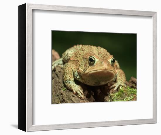 American Toad on Log, Eastern USA-Maresa Pryor-Framed Photographic Print