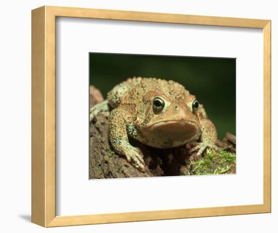 American Toad on Log, Eastern USA-Maresa Pryor-Framed Photographic Print