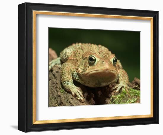 American Toad on Log, Eastern USA-Maresa Pryor-Framed Photographic Print