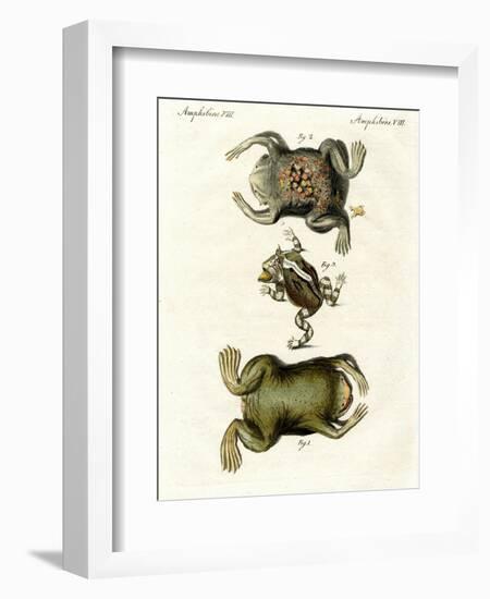 American Toads-null-Framed Giclee Print