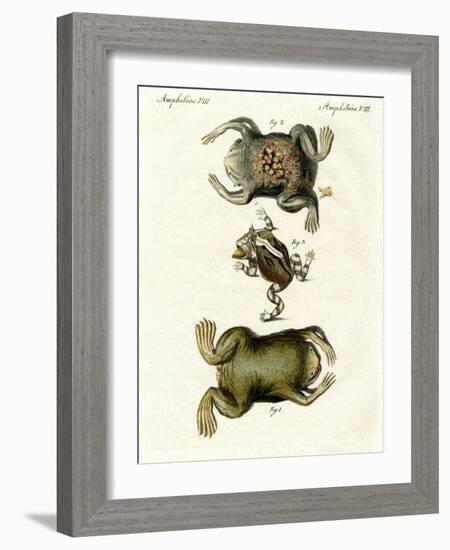 American Toads-null-Framed Giclee Print