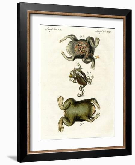 American Toads-null-Framed Giclee Print