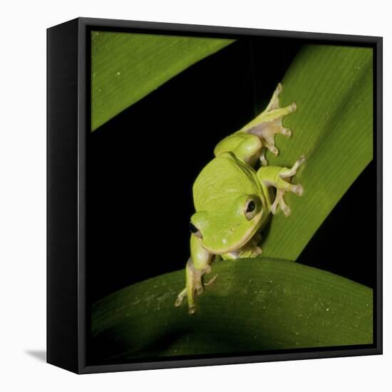 American Tree Frog in a Garden in Fuquay Varina, North Carolina-Melissa Southern-Framed Premier Image Canvas