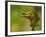 American Tree Frog in a Garden in Fuquay Varina, North Carolina-Melissa Southern-Framed Photographic Print