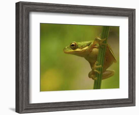 American Tree Frog in a Garden in Fuquay Varina, North Carolina-Melissa Southern-Framed Photographic Print