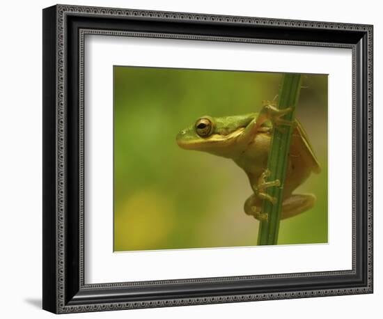 American Tree Frog in a Garden in Fuquay Varina, North Carolina-Melissa Southern-Framed Photographic Print