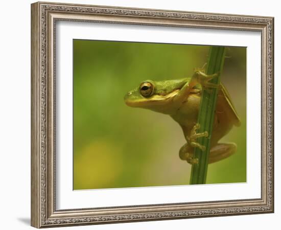 American Tree Frog in a Garden in Fuquay Varina, North Carolina-Melissa Southern-Framed Photographic Print