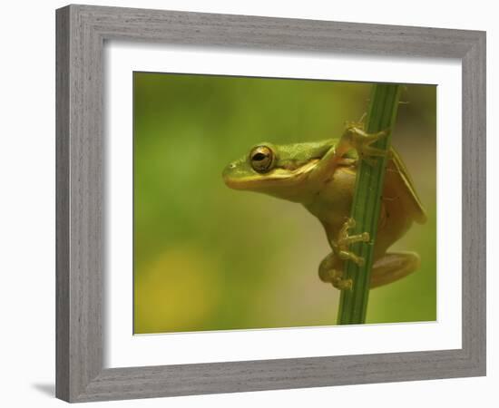 American Tree Frog in a Garden in Fuquay Varina, North Carolina-Melissa Southern-Framed Photographic Print