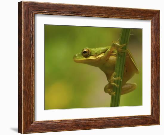 American Tree Frog in a Garden in Fuquay Varina, North Carolina-Melissa Southern-Framed Photographic Print