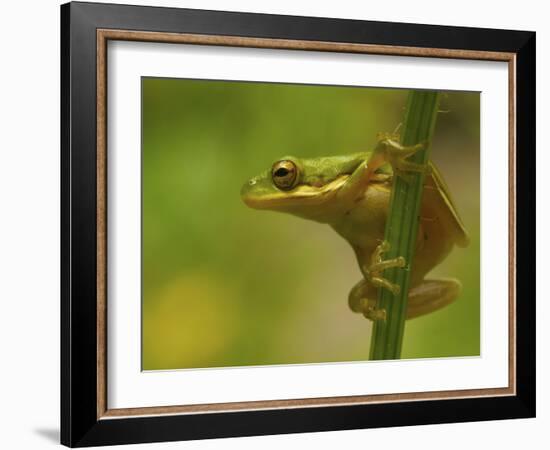 American Tree Frog in a Garden in Fuquay Varina, North Carolina-Melissa Southern-Framed Photographic Print
