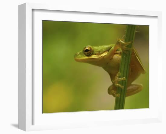 American Tree Frog in a Garden in Fuquay Varina, North Carolina-Melissa Southern-Framed Photographic Print