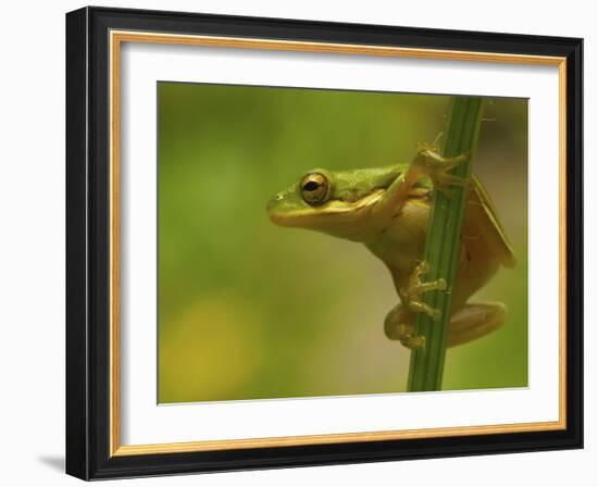 American Tree Frog in a Garden in Fuquay Varina, North Carolina-Melissa Southern-Framed Photographic Print