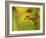 American Tree Frog in a Garden in Fuquay Varina, North Carolina-Melissa Southern-Framed Photographic Print