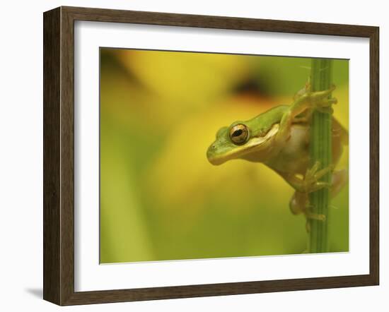 American Tree Frog in a Garden in Fuquay Varina, North Carolina-Melissa Southern-Framed Photographic Print