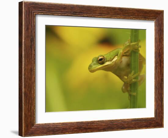 American Tree Frog in a Garden in Fuquay Varina, North Carolina-Melissa Southern-Framed Photographic Print