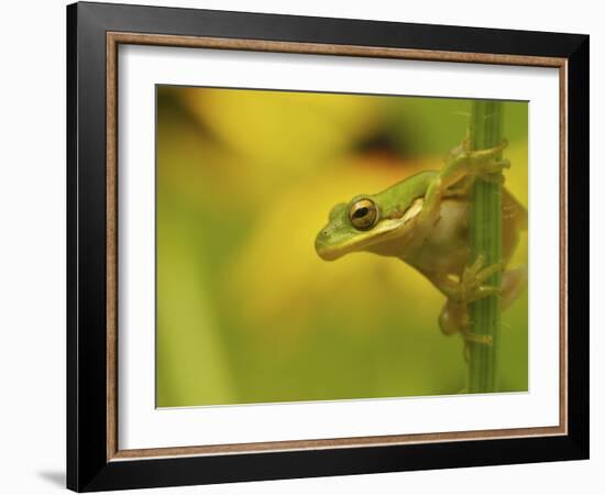 American Tree Frog in a Garden in Fuquay Varina, North Carolina-Melissa Southern-Framed Photographic Print