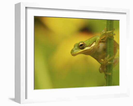 American Tree Frog in a Garden in Fuquay Varina, North Carolina-Melissa Southern-Framed Photographic Print