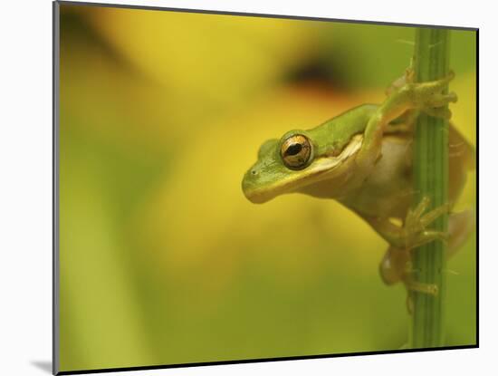 American Tree Frog in a Garden in Fuquay Varina, North Carolina-Melissa Southern-Mounted Photographic Print