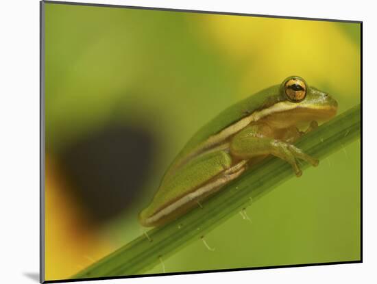 American Tree Frog in a Garden in Fuquay Varina, North Carolina-Melissa Southern-Mounted Photographic Print