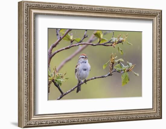 American Tree Sparrow Singing-Ken Archer-Framed Photographic Print