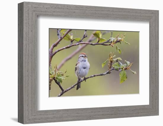 American Tree Sparrow Singing-Ken Archer-Framed Photographic Print