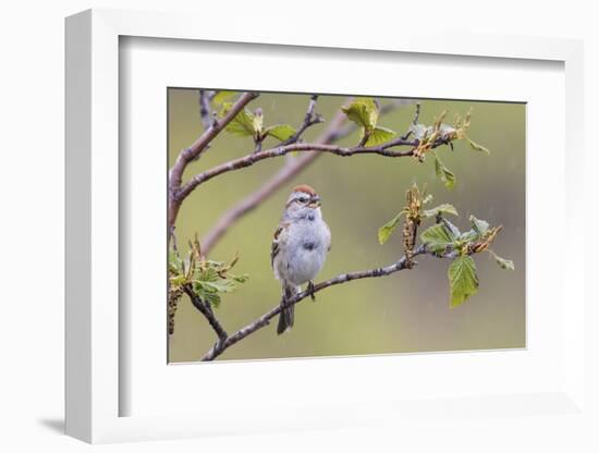 American Tree Sparrow Singing-Ken Archer-Framed Photographic Print