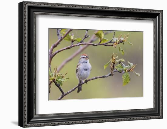 American Tree Sparrow Singing-Ken Archer-Framed Photographic Print