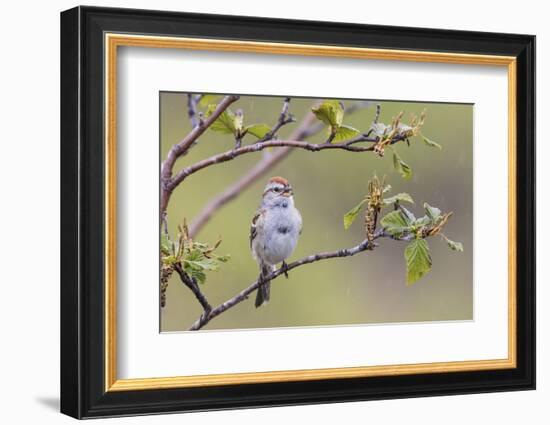 American Tree Sparrow Singing-Ken Archer-Framed Photographic Print