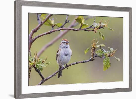 American Tree Sparrow Singing-Ken Archer-Framed Premium Photographic Print